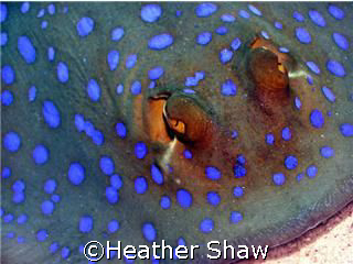 Blue spotted ray, Tiran Island by Heather Shaw 